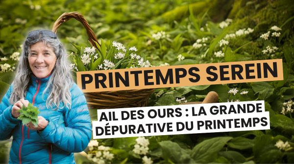 1. Ail des ours : la grande dépurative du printemps