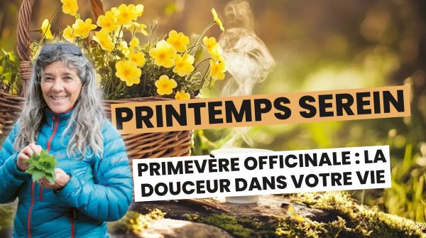 3. Primevère officinale : mettez de la douceur dans votre vie